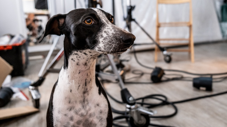 a black and white greyhound at a photoshoot