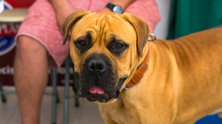 A bullmastiff dog waits patiently with its owner who is sitting down