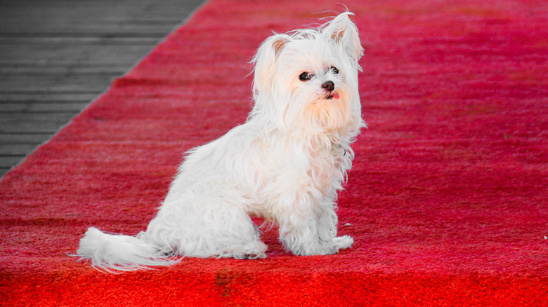 A Maltese dog with its tongue out poses on the red carpet