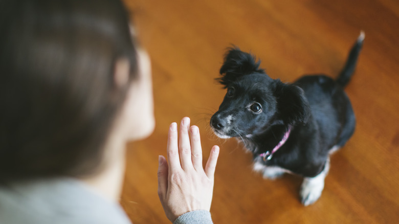 an attenuative puppy looks at his owner for instructions