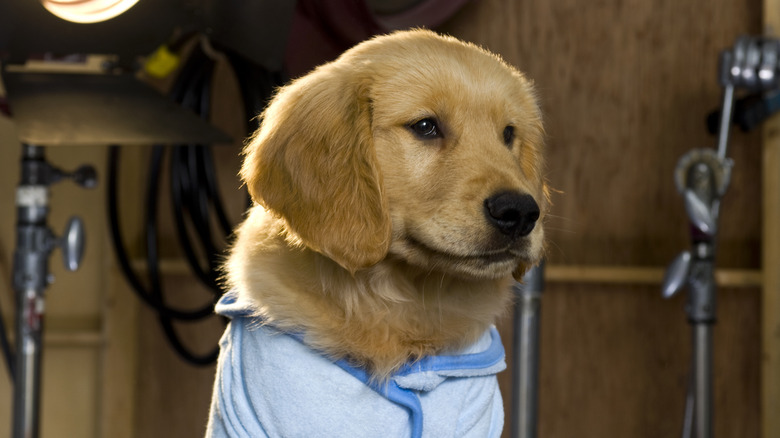 A golden retriever dog wearing a shirt on the set of a film