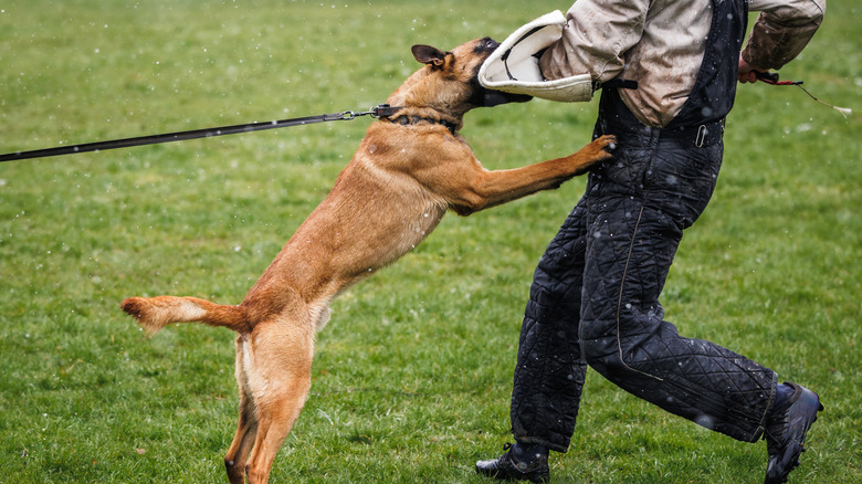 A police dog in training learns how to bite a suspect