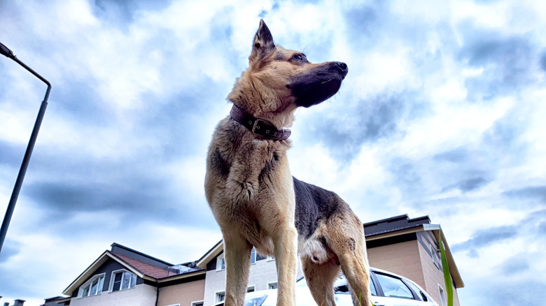 A German shepherd stands vigilant in front of their home