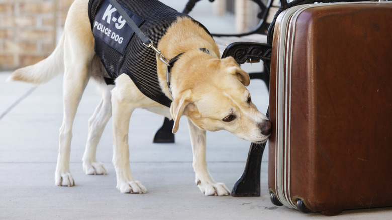 A police dog sniffing an abandoned suitcase