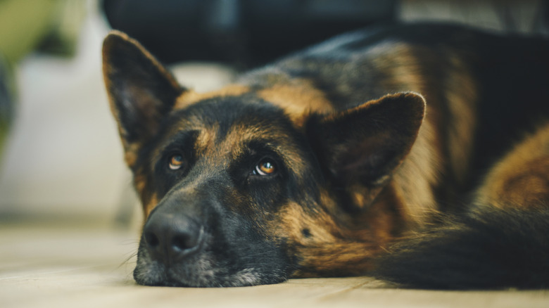 A senior german shepherd resting on the floor while looking up