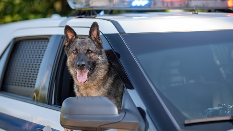 A police dog hangs out of the window of a police car