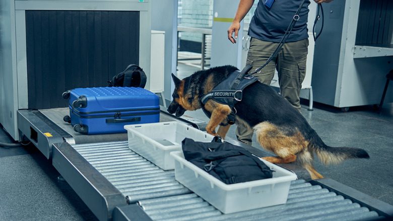 A german shepherd working security, sniffing for dangerous substances