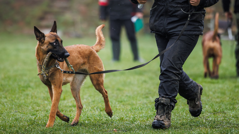 Belgian Malinois in a field training with its owner and other dogs