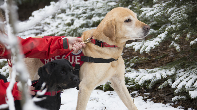 Labrador retreiver with another dog on a search and rescue mission in the winter