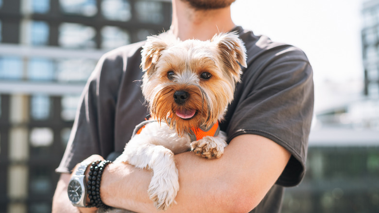 Man holding Yorkshire terrier in his arms while outdoors