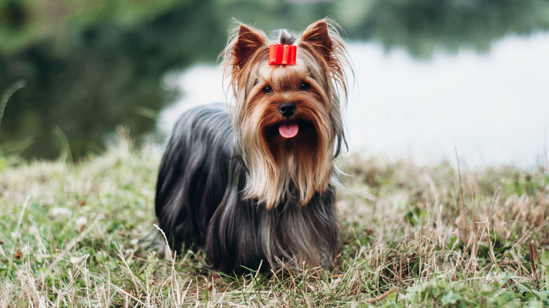 Yorkshire terrier with long, groomed hair wearing a bow and standing in a field