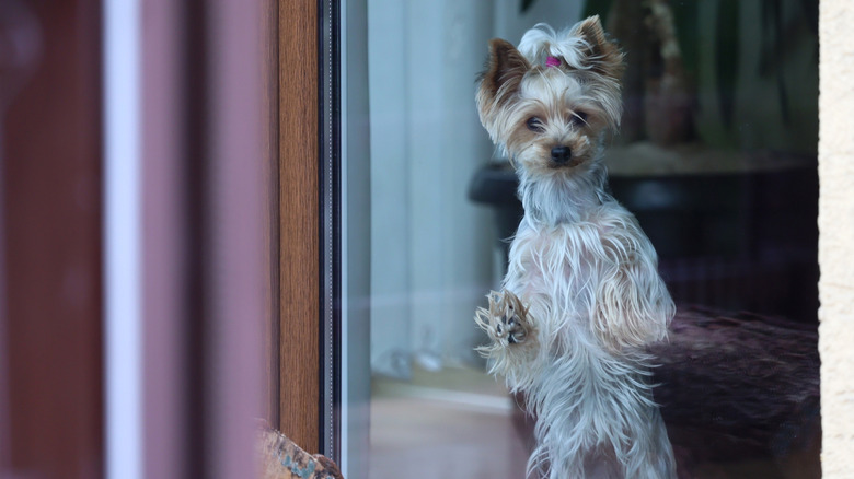 Yorkie standing up against a glass door, looking outside