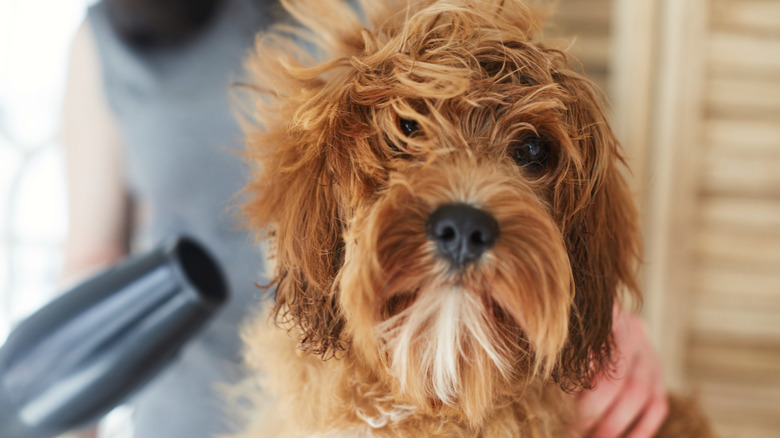 A dog having its hair blow-dryed