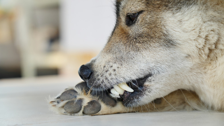 A dog chewing at their toe pads