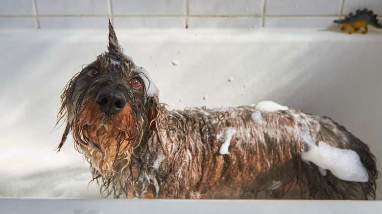 A wire-haired Dachshund in the bathtub