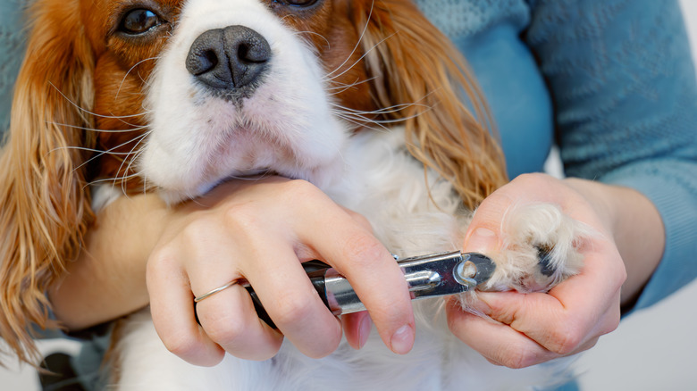 A Cavalier King Charles Spaniel getting its nails trimmed