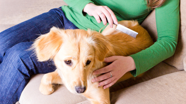 A Golden Retriever puppy getting brushed indoors