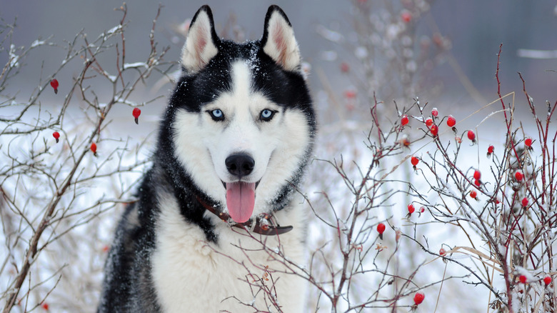 A Husky with a beautiful coat in winter