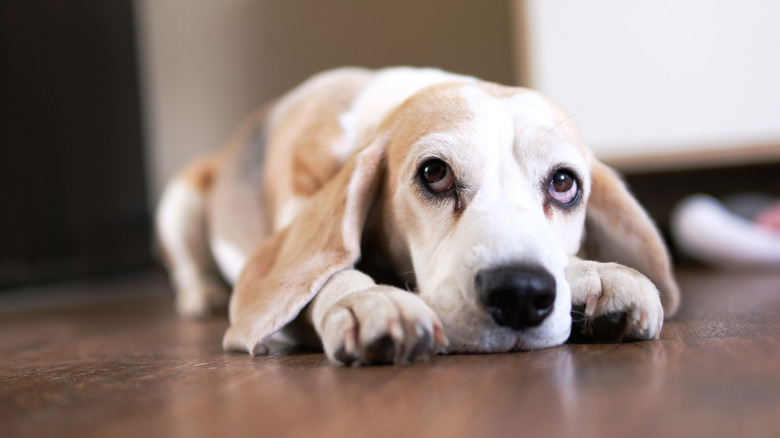 A beagle lies on a floor looking sad