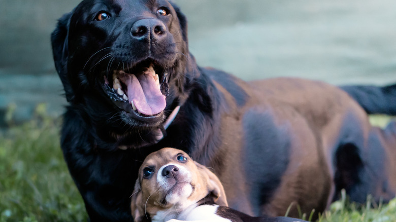 Beagle and a labrador