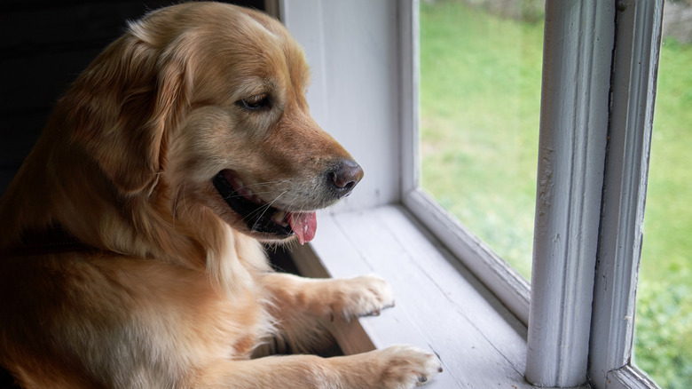 A golden retriever standing at a window sill looking outside