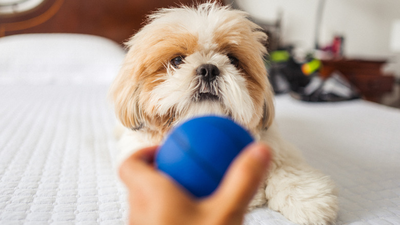 A Shih Tzu dog staring at a blue ball held by a person