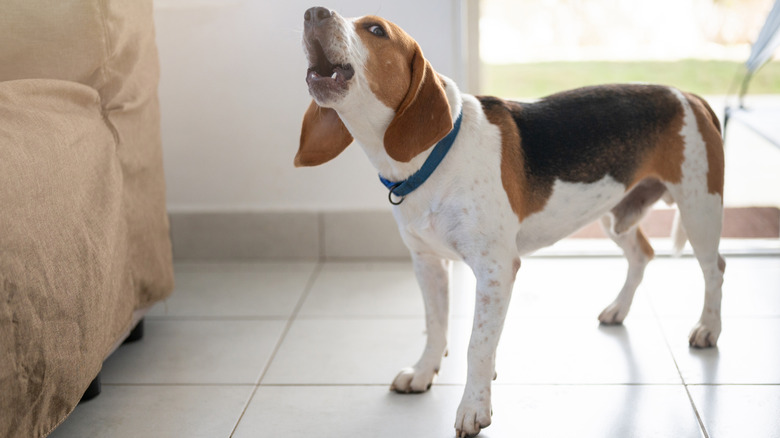 A beagle inside, standing at attention and howling