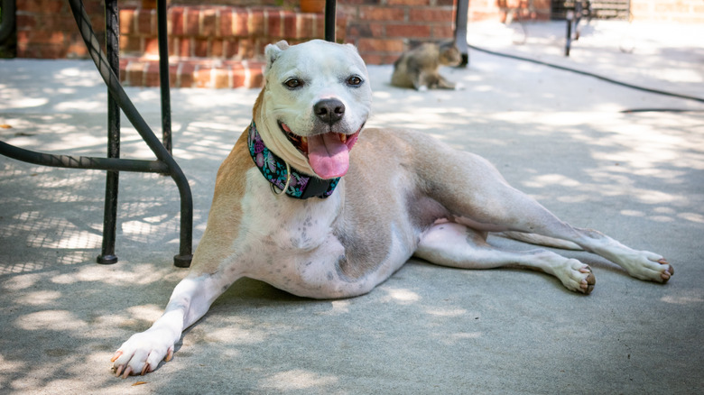 A three-legged pit bull mix sits on a patio with a cat behind