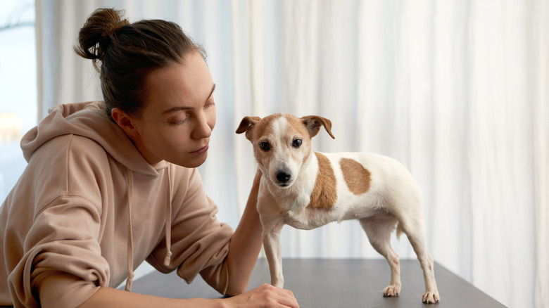 Woman petting a three-legged Jack Russell terrier on a table