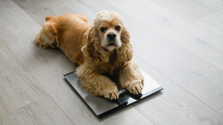 Cocker spaniel lying on scale on floor