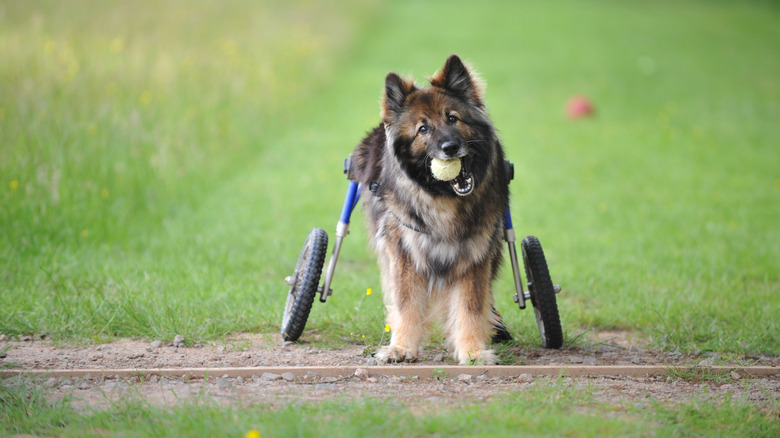 German shepherd in a wheelchair outdoors with a tennis ball in their mouth