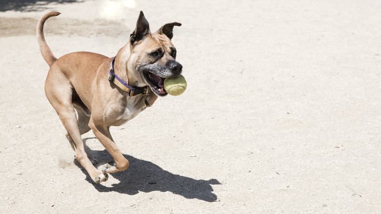 Three-legged boxer mix running with tennis ball on sand