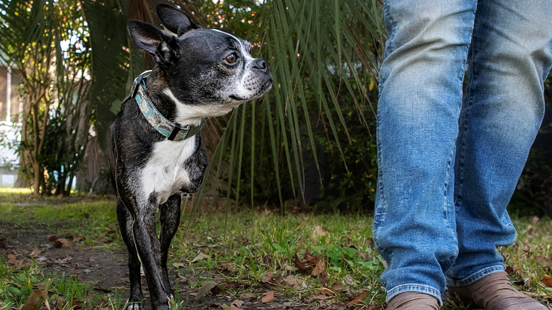 Three-legged Boston terrier walking on dirt path next to owner