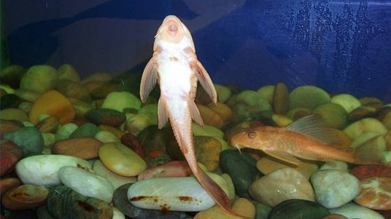 Two sucker fish in a tank swimming above a bed of rocks