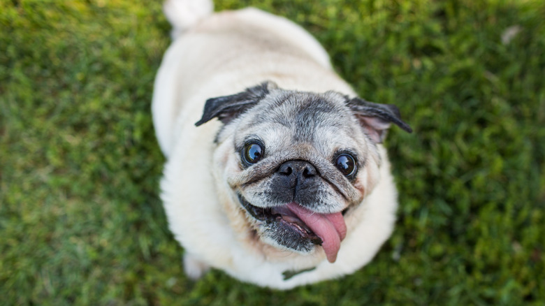 A happy pug with tongue hanging out sitting on grass