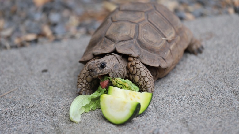 turtle eats cucumber