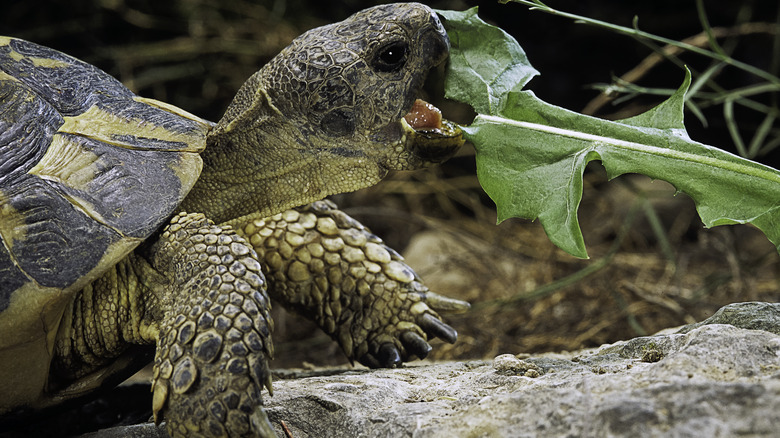 tortoise eats leaves