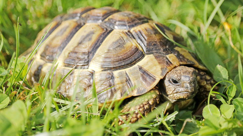 tortoise on grass