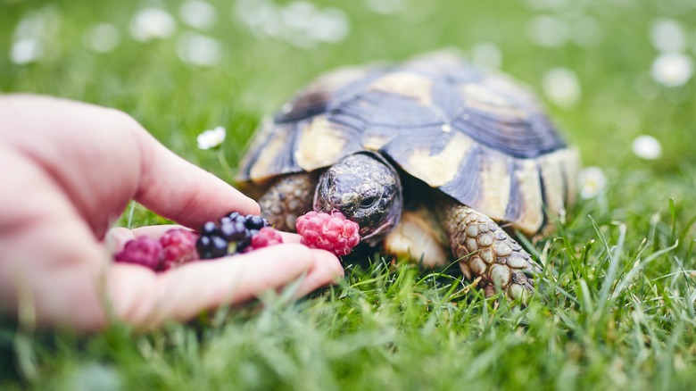 tortoise eats berries