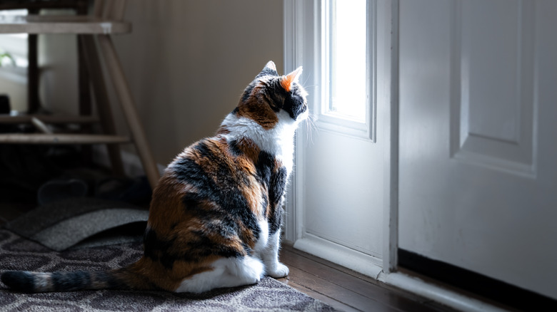 Calico cat peering out front window