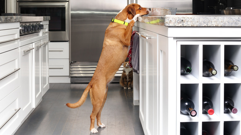 Dog standing with paws on kitchen counter