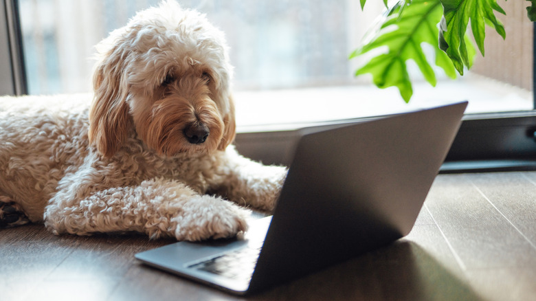 Goldendoodle works on PC