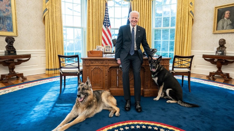 President Joe Biden sits with his dogs Champ (left) and Major (right)