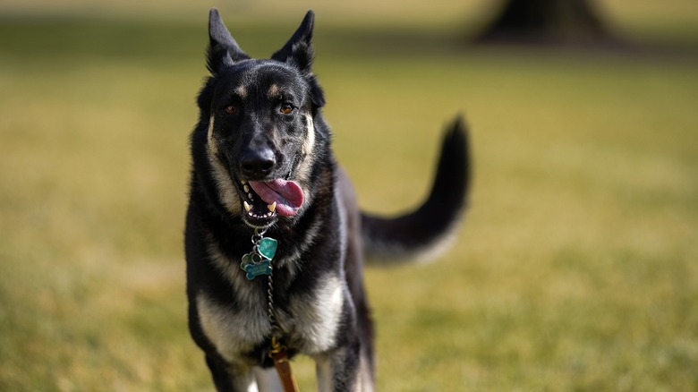 President Biden's dog, Major, runs across the White House lawn