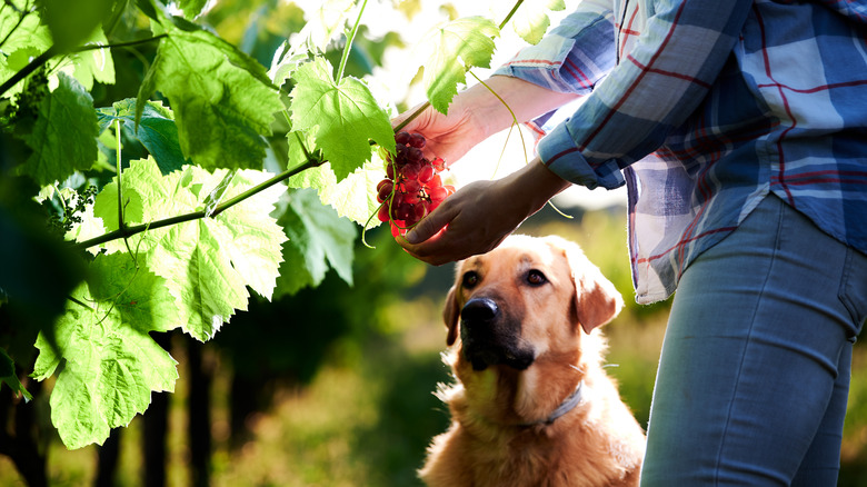 dog watching owner pick grapes