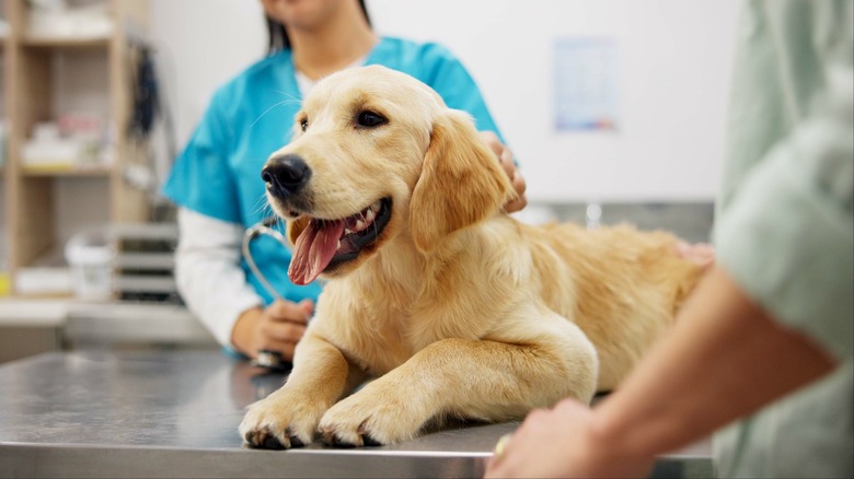 golden retriever at the vet