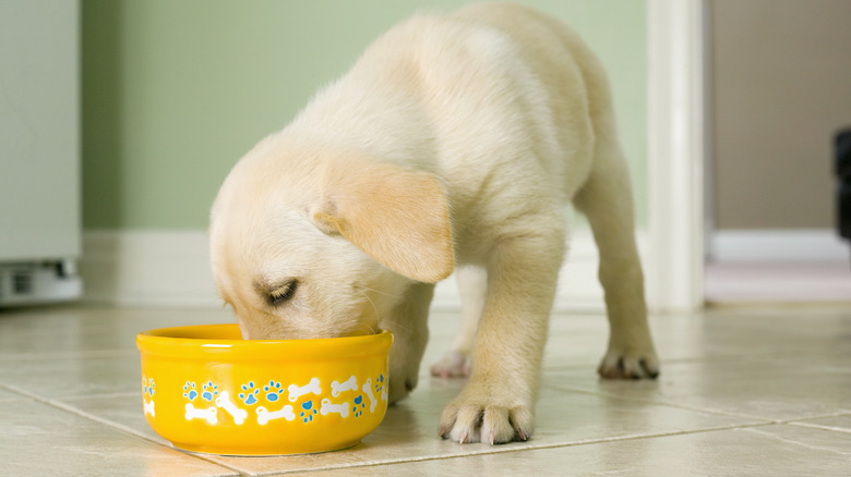 a puppy eating