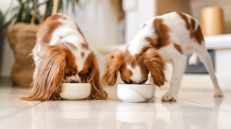 a dog and puppy eating