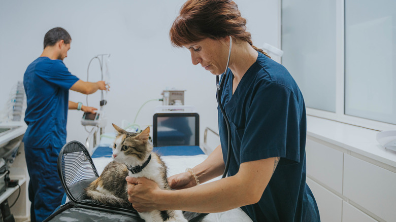 A vet picks a squirming cat out of their carrier.