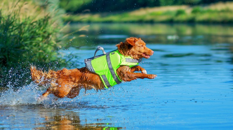 dog wearing a life vest jumps into a lake